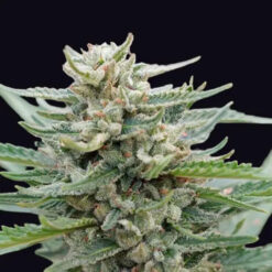 Auto Santa Maria Bilbo 25 u. fem. Genehtik