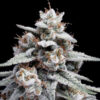 Auto Skywalker Kush  3 u. fem. DNA Genetics
