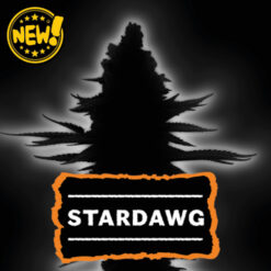 Stardawg Auto