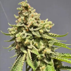 Auto Strawberry Haze 3+1 u. fem. Vision Seeds