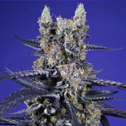 Auto Super Boof XL 100 u. fem. Granel Profesionales Sweet Seeds