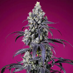 Auto Tropicanna Cherry XL 100 u. fem. Granel Profesionales Sweet Seeds