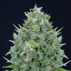 Auto Txomango 25 u. fem. Genehtik