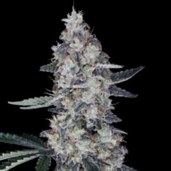 Auto Watermelon Man  3 u. fem. DNA Genetics