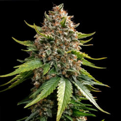 Auto White Widow XXL  25 u. fem Barney´s