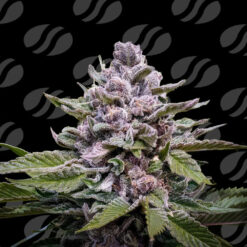 Auto Zoapaya  5 u. fem. Original Sensible