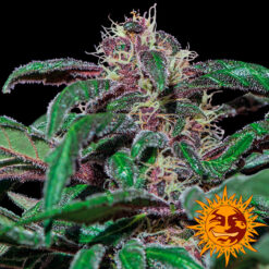 Ayahuasca Purple 25 u. fem Barney´s