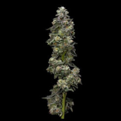 Bakerïs Delight  3 u. fem. DNA Genetics