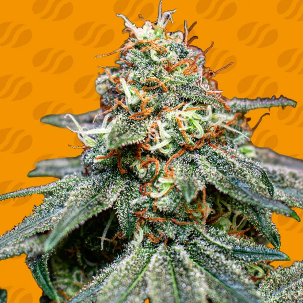 Banana Cream OG 1 u. fem. Original Sensible