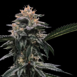 Banana Sorbet  3 u. fem. DNA Genetics