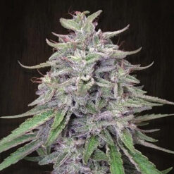 Bangi Haze   5 u. Regular Ace Seeds