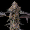 Berniehana Butter x Triple Scoop 6 u. fem Cookies Seed Bank