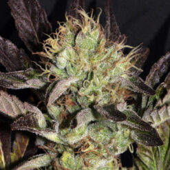 Big Apple Cookies 6 u. fem Mamiko Seeds