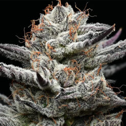 Black Cherry Gushers 25 u. fem Barney´s x Backpack Boyz