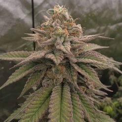 Bloody Cherry  13 u. Reg Bask Triangle Farms