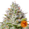 Blue Gelato 41- 25 u. fem Barney´s
