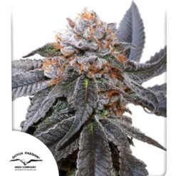 Blue Zushi fem. Dutch Passion