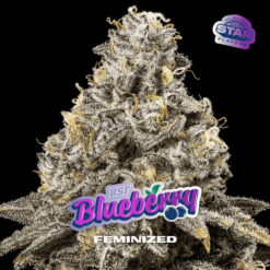 Blueberry  fem BSF Seeds