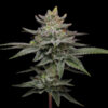 Blueberry Cupcake fem Humboldt Seeds Company