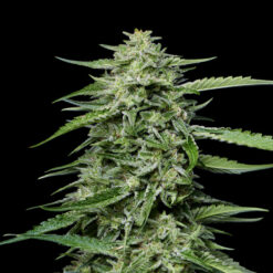 Blueberry Honey  fem Humboldt Seeds Company