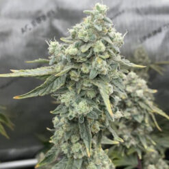 Boof Boss   Elev8 Seeds