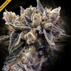 Bruised Banana  3 u. fem. DNA Genetics