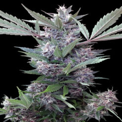 Bubba Kush x PCK  Ace Seeds
