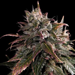 Bubble Bath 10 u. fem Empire Seeds