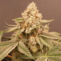 Buzz Bunny   Bask Triangle Farms