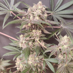 Cabin Fever 4 u. Seeds of Anarchy