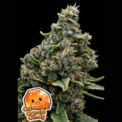 Calamansi Crystal Candy   fem Anesia
