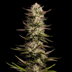 California Octane fem Humboldt Seeds Company
