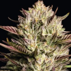 California Octane Triploid   fem Humboldt Seeds Company