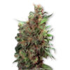 California Orange fem. Dutch Passion