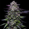 Candy Hustle  fem Humboldt Seeds Company