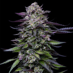 Candy Hustle  fem Humboldt Seeds Company