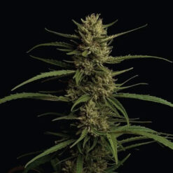 Caribbean Queen  fem Humboldt Seeds Company