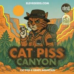 Cat Piss Canyon  fem Elev8 Seeds