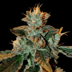 Catarac kush  3 u. fem. DNA Genetics