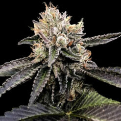 Cataract Cake  3 u. fem. DNA Genetics