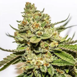 Cereal Milk x OG Kush 3+1 u. fem. Vision Seeds