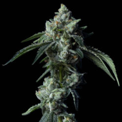 Challah Bread  3 u. fem. DNA Genetics