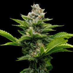 Challah Cake  3 u. fem. DNA Genetics