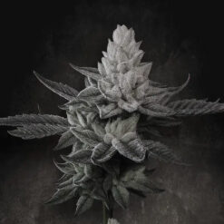 Chem Cake  5 u. fem. Paradise Seeds Limited Edition