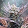 Cherry Cookies  fem Pure Instinto