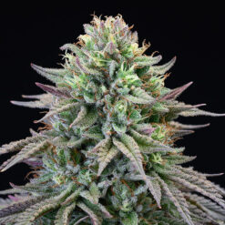 Cherry Cooks fem. Cookies Seed Bank