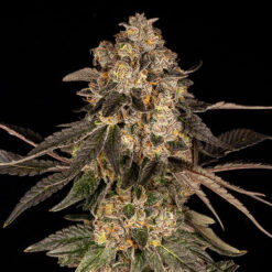 Cherry Fritter fem. Cookies Seed Bank