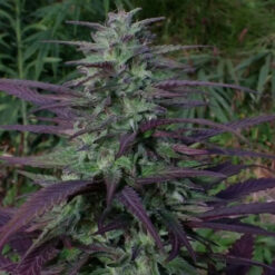 China Yunnan   5 u. Regular Ace Seeds