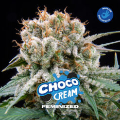 Choco Cream   fem BSF Seeds