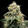 Chocolate Truffle Shuffle  3 u. fem. DNA Genetics